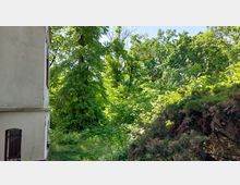 Ein Stück einer Hauswand mit einem vergitterten Fenster ist links in der Aufnahme zu sehen, während der Großteil des Bildes eine grüne Gartenlandschaft zeigt, bestehend aus dichten Bäumen, Sträuchern und Büschen unter klarem Tageslicht.