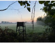 Ansicht einer offenen Wiese bei Sonnenaufgang, leicht von Nebel bedeckt, eingerahmt von Bäumen. Im Vordergrund steht ein Hochsitz aus Holz, umgeben von Sträuchern und Blättern.