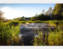 Eine Außenaufnahme eines mit Gras und Schilf bewachsenen Feuchtgebiets, in dem mehrere kleine Sprinkleranlagen Wasser versprühen. Im Hintergrund sind Bäume und dichter Bewuchs unter einem klaren, sonnigen Himmel zu sehen.