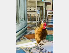 Eine braune Henne steht auf einem bunt gefliesten Boden in einem Innenraum. Im Hintergrund sind ein Esstisch mit geschnitzten Holzstühlen und ein Schrank aus Holz zu sehen.