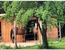 Holzstall mit zwei Pferden, umgeben von grünem Laub eines Baumes im Vordergrund. Der Stall steht auf einem eingezäunten, mit Rasen und Kies bedeckten Gelände.