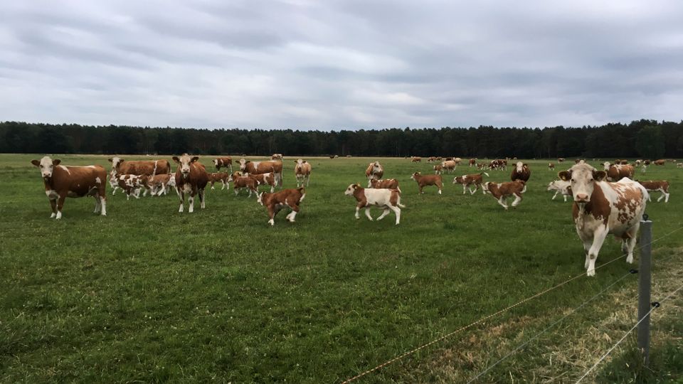 Weite, grüne Weide mit grasbewachsenem Boden und einem einfachen Drahtzaun im Vordergrund. Im Hintergrund verläuft eine dichte Baumlinie unter einem bedeckten, wolkigen Himmel.