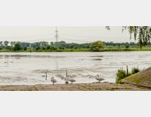 Ein ruhiger See mit Schwänen am Ufer, flankiert von dichtem, grünem Baumbewuchs im Hintergrund. Eine Stromleitung und ein Mast sind am Horizont sichtbar, während das Uferpflaster im Vordergrund leicht geneigt ist.