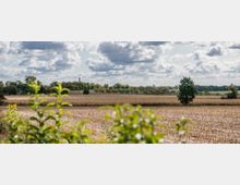 Weite Landschaft mit einem abgeernteten Feld im Vordergrund, vereinzelten Bäumen und Sträuchern sowie einer Baumreihe am Horizont; im Hintergrund sind Gebäude und ein Schornstein unter teils bewölktem Himmel zu sehen.