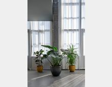 Drei Zimmerpflanzen in Töpfen stehen vor hohen, lichtdurchlässigen Vorhängen in einem Raum mit Sichtbetonsäule und glattem Boden. Sonnenlicht fällt durch die Fenster und wirft Schattenmuster auf den Boden.