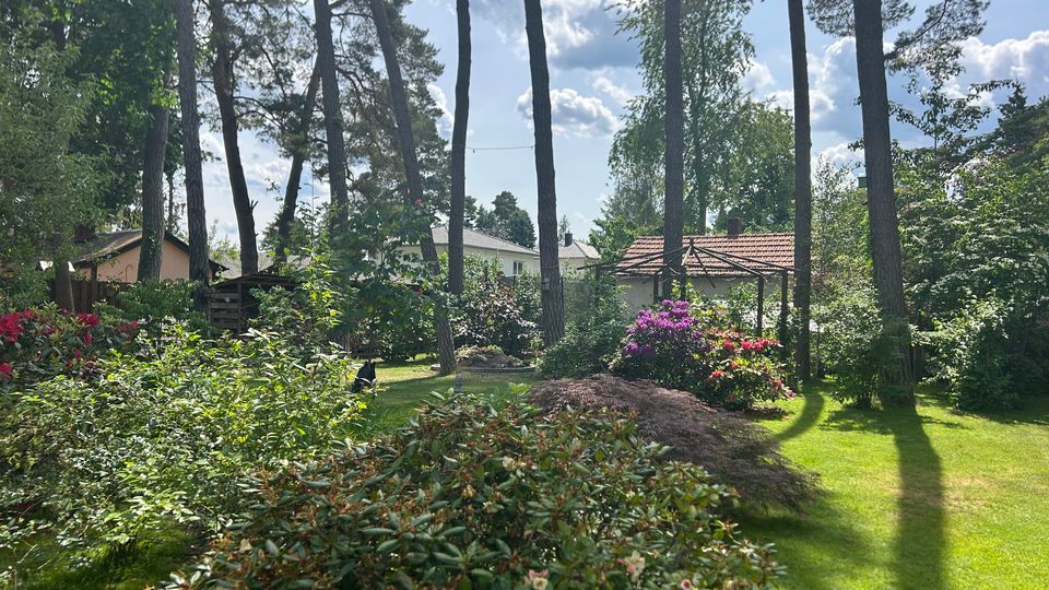 Gepflegter Garten mit Rasenfläche, dichtem Strauch- und Rhododendronbewuchs sowie hohen Kiefern, deren Schatten über die Wiese fallen. Im Hintergrund stehen kleine Häuser und ein Pavillon mit Ziegeldach zwischen den Bäumen.