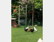 Hühnergehege in einem Garten mit grünem Rasen, umgeben von einem grünen Netz-Zaun. Im Hintergrund stehen blühende Sträucher, eine Holzleiter mit Blumentöpfen und weitere Gartenelemente.