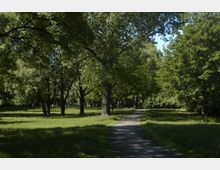 Ein Park mit einer Wiese und mehreren großen, dicht belaubten Bäumen. Ein schmaler, geteerten Weg schlängelt sich durch die grüne Landschaft, die von Sonnenlicht durchflutet ist.