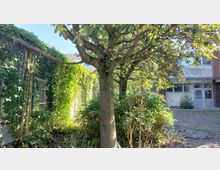 Ein kleiner, bewachsener Innenhof mit einem Baum in der Mitte, umgeben von dichtem Grün und rankenden Pflanzen an einer Gebäudefassade. Im Hintergrund ist ein verputztes Gebäude mit einfachen Fenstern und Türen sichtbar.