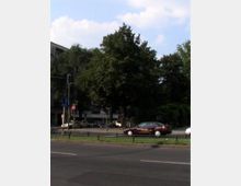 Straßenszene mit Bäumen im Vordergrund, einem parkenden dunkelroten Auto und weiteren Fahrzeugen im Hintergrund. Im Umfeld sind ein Gehweg, eine Ampel sowie ein Gebäude zu erkennen, das teilweise von Bäumen verdeckt wird.