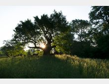 Eine Wiese mit hohem Gras und einem großen Baum im Vordergrund, durch dessen Äste die Sonne scheint. Im Hintergrund sind weitere Bäume eines Waldrands zu sehen.