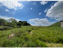 Weite Wiesenlandschaft mit hohem Gras, verstreuten Sträuchern und vereinzelten Bäumen im Hintergrund, unter einem blauen Himmel mit einigen weißen Wolken. Rechts im Bild sieht man die Ecke eines einfachen Gebäudes aus grauen Betonsteinen.