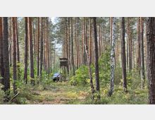 Ein Kiefernwald mit dicht stehenden, hohen Baumstämmen und vereinzeltem Unterholz. Im Vordergrund befindet sich ein hölzerner Hochsitz, dahinter ein geparktes Auto.
