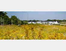 Weite Wiese mit gelben Wildblumen im Vordergrund, dahinter eine Reihe moderner Einfamilienhäuser mit weißen Fassaden und dunklen Dächern, umgeben von Bäumen und einzelnen Straßenlaternen unter klarem Himmel.