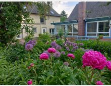 Garten mit blühenden rosa Pfingstrosen und lila Zierlauchs vor einem Gebäude mit hellbeiger Fassade, blauen Holzdetails und großen Fenstern; im Hintergrund ein mit Klinkern verkleideter Schornstein.
