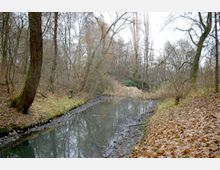 Waldlandschaft mit einem schmalen, ruhigen Bach, der von kahlen Bäumen und trockenem Schilf umgeben ist. Der Boden ist mit Herbstlaub bedeckt, und die Szenerie wirkt herbstlich und ruhig.