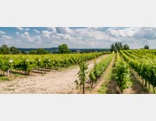 Weinberg mit Reihen junger, grüner Reben, die in einer leicht hügeligen Landschaft wachsen. Im Hintergrund sind Bäume, ein Dorf und ein bewölkter Himmel zu sehen.