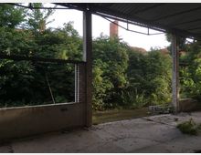 Ein leerstehendes Gebäude mit Betonboden und offenen Wänden, durch die dichter Bewuchs mit Bäumen und Sträuchern sichtbar ist. Im Hintergrund ragen Ziegeldächer und ein Schornstein über die Vegetation hinaus.