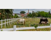 Eine Weide mit drei Pferden, umgeben von einem weißen Zaun. Im Hintergrund befinden sich Wohnhäuser, Bäume und ein Schornstein unter einem bewölkten Himmel.