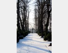 Schneebedeckter Weg gesäumt von kahlen, hohen Bäumen auf beiden Seiten, im Hintergrund ein großes, dunkles Kreuz am Ende des Weges, umgeben von grünen Büschen.