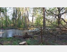 Waldszene mit einem kleinen Teich, umgeben von hohen Bäumen und dichtem Grün. Im Vordergrund liegen umgestürzte Baumstämme und Äste, die den Zugang zum Wasser erschweren.