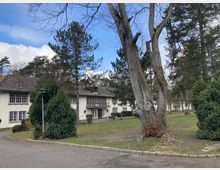 Ein historisches Gebäude mit weißer Fassade und großen Fenstern, umgeben von einem grünen Park mit hohen Bäumen und Sträuchern. Im Vordergrund steht ein breiter Baum neben einem gepflasterten Weg.