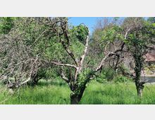 Ein alter, knorriger Baum mit teils kahlen Ästen steht auf einer grünen Wiese, umgeben von dichter Vegetation. Im Hintergrund sind Bäume und ein Gebäude mit roten Ziegeln zu sehen.