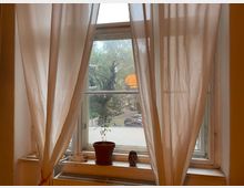 Ein Fenster mit weißen, halbtransparenten Vorhängen, die zur Seite gebunden sind. Auf der Fensterbank stehen eine kleine Pflanze in einem Blumentopf und ein kleines Dekorationsobjekt, dahinter ist ein Ausblick auf Bäume, geparkte Autos und eine Gartenanlage sichtbar.