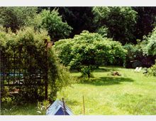 Ein weitläufiger Garten mit einer Rasenfläche, umgeben von dichten Bäumen und Sträuchern. Links im Bild befindet sich eine mit Pflanzen bewachsene Pergola, im Hintergrund steht ein großer, ausladender Baum.