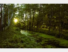 Waldlandschaft mit dichtem Baumbestand, einem moosbedeckten Teich und Sonnenlicht, das durch die Bäume schimmert. Der Boden ist von Pflanzen und dichtem Grün bewachsen.