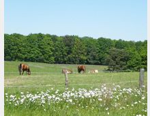 Eine grüne Weide mit mehreren Pferden, die grasen oder liegen, begrenzt durch einen Holzzaun mit Draht. Im Vordergrund blühen weiße Blumen, im Hintergrund erstreckt sich ein dichter Wald unter klarem, blauem Himmel.