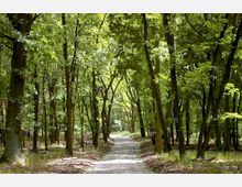Ein Waldweg mit Kopfsteinpflaster führt durch einen dichten Laubwald mit hohen, schlanken Bäumen und grünem Blätterdach. Sonnenlicht filtert durch die Baumkronen und beleuchtet den Boden, der mit Gras bewachsen ist.