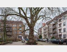 Großer Baum mit ausladenden Ästen in der Mitte eines kleinen Platzes, umgeben von mehrstöckigen Wohnhäusern mit Balkonen und geparkten Autos; der Platz ist mit Pflastersteinen belegt und enthält Sitzbänke.