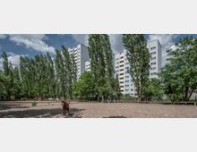 Weitläufiger Sandplatz mit mehreren Pferden, umgeben von hohen Bäumen, im Hintergrund stehen weiße Hochhäuser mit zahlreichen Fenstern und Balkonen.