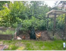 Eingezäuntes Gartenareal mit Hühnergehege, dichtem Grün und einem kleinen Unterstand mit Wellplattendach. Links stehen mehrere Hochbeete aus Holz, im Hintergrund sind Bäume und ein Hausdach zu sehen.