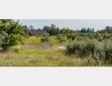 Eine ländliche Landschaft mit einer Wiese und Sträuchern im Vordergrund. Im Hintergrund steht ein gelbes Gebäude mit dunklem Dach, umgeben von Bäumen und dichter Vegetation.