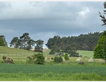 Eine grüne Landschaft mit Wiesen und Feldern, auf denen mehrere Alpakas und Bäume verteilt sind. Im Hintergrund ist ein dichter Wald sichtbar, darüber ein bewölkter Himmel.