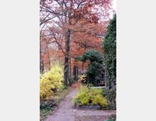 Ein Pfad führt durch einen herbstlichen Garten mit buntem Laub. Links stehen gelbe und orangefarbene Büsche, während rechts eine mit Efeu bewachsene Hauswand zu sehen ist.