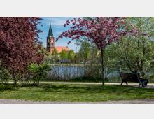 Ein Park mit einer Wiese im Vordergrund, blühenden rosa Kirschbäumen und einem Weg mit einer Bank, auf der eine Person sitzt. Im Hintergrund ist eine Kirche mit einem spitzen Turm und roten Ziegeldächern am Ufer eines Sees zu sehen.