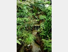 Tropisches Gewächshaus mit üppiger Vegetation, darunter Farne, Palmen und tropische Pflanzen, die einen kleinen Bachlauf mit Steinen säumen. Die Umgebung ist dicht bepflanzt, und einige Pflanzen sind mit Schildern beschriftet.