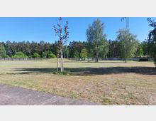 Weitläufige Wiese mit vereinzelten jungen und größeren Bäumen, im Hintergrund eine Baumreihe und ein Zaun. Ein Strommast ragt in den Himmel, und der Vordergrund zeigt eine asphaltierte Fläche.