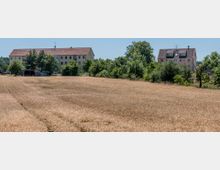 Ein Getreidefeld mit reifem, goldgelbem Weizen im Vordergrund, dahinter mehrere Wohngebäude mit roten Ziegeldächern, umgeben von Bäumen und grüner Vegetation. Der Himmel ist klar und blau.