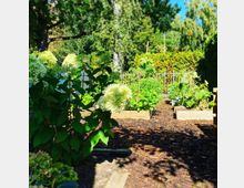 Ein kleiner Garten mit Hochbeeten, die mit verschiedenen Pflanzen und Gemüse bepflanzt sind, umgeben von grünen Bäumen und Sträuchern; im Vordergrund blühende weiße Hortensien.