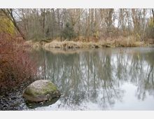 Kleiner See in einer winterlichen Landschaft, umgeben von kahlen Bäumen und trockenen Gräsern, mit einem moosbedeckten Stein am Ufer im Vordergrund.