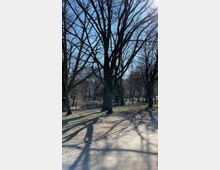 Ein Park mit großen, unbelaubten Bäumen im Winter oder frühen Frühling, deren Äste dichte Schatten auf den gepflasterten Weg und die grasbedeckte Fläche werfen. Im Hintergrund sind ein Zaun und spärliche Vegetation zu sehen, mit hellem, blauem Himmel darüber.