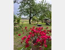 Ein Garten mit grünem Rasen und einem großen Baum, im Vordergrund ein Blumentopf mit leuchtend roten Blumen. Im Hintergrund stehen mehrere Gartenstühle und Tische, umgeben von Bäumen und einer Holzwand.