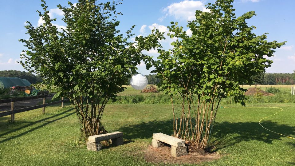 Grüne Rasenfläche mit zwei buschigen Sträuchern, zwischen denen zwei kleine Steinbänke stehen; darüber hängt eine runde weiße Papierlaterne. Im Hintergrund sind ein Holzzaun, offene Felder und ein Waldsaum unter blauem Himmel zu sehen.