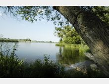 Ein ruhiger Fluss mit klarem Wasser, umgeben von dichtem Schilf und grünem Uferbewuchs. Im Vordergrund ragt ein Baumstamm schräg ins Bild, während der Himmel im Hintergrund klar und sonnig ist.