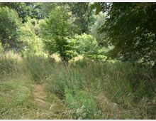 Eine dicht bewachsene Waldlichtung mit hohem Gras, Sträuchern und verschiedenen Laubbäumen. Im Hintergrund sind weitere Bäume zu sehen, die den Bereich umgeben.