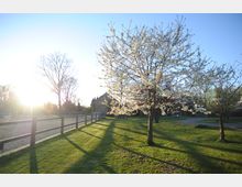 Blühender Kirschbaum auf einer grünen Wiese in einer ländlichen Umgebung bei Sonnenuntergang, mit einem Holzzaun und einem steinernen Gebäude im Hintergrund. Die Schatten der Bäume fallen lang über den Rasen.